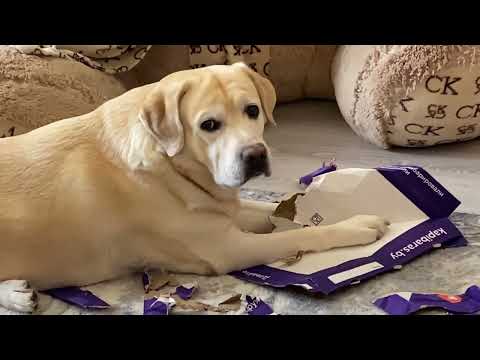 Видео: Защищаемся от клещей / Меня выселяют 🤷‍♀️