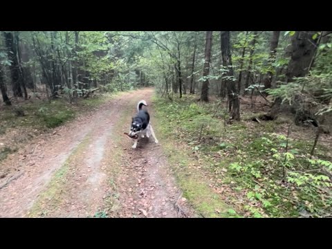 Видео: Матушка-природа 🍃🌳🍂Лесные прогулки с нашим Волкодавом🐺 :Выпуск 21 