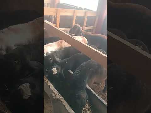 Видео: 9 ноября 2025 г.