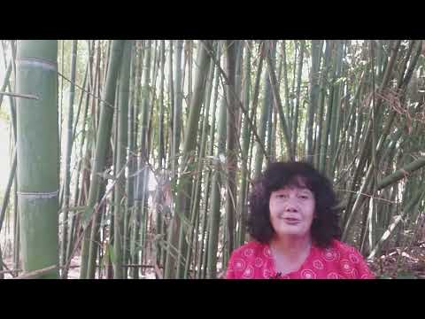 Видео: Как мозг влияет на нашу жизнь. Как управлять зонами мозга и менять жизнь