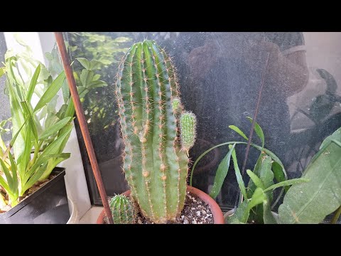 Видео: Кактус эхинопсис. Пересадка. Распаковка. 