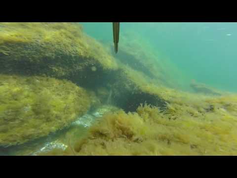 Видео: Охота на кефаль, июль