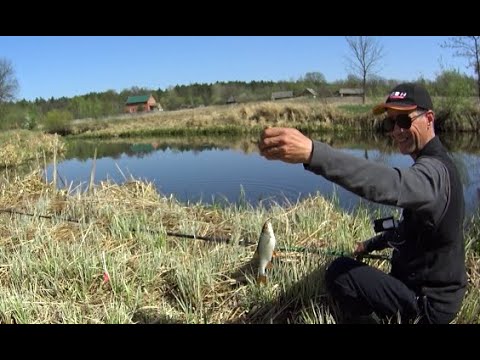 Видео: Рибалка на поплавок на річці УЖ  Перед нерестовий кльов плотви на личинку поденки