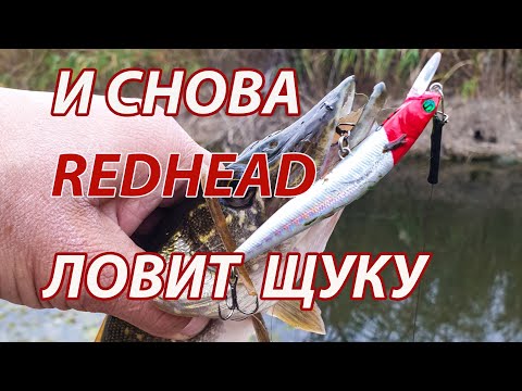 Видео: Щука на воблер RedHead. Окунь на блесну. Рабочие приманки для хищника  по мелководью.