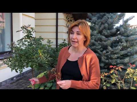 Видео: Укриття штамбових троянд на зиму.