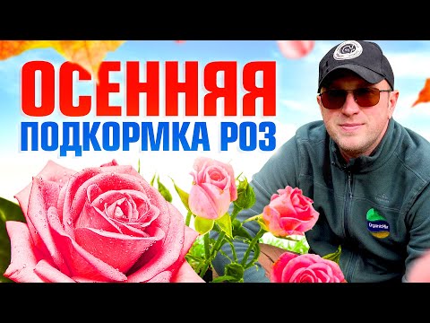 Видео: Подкормка розы осенью. Обязательно сделайте это с розами в сентябре для успешной зимовки