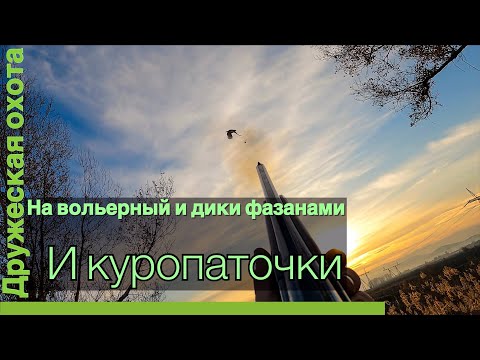 Видео: Охота на фазанов и куропатки с драхтхаарам…