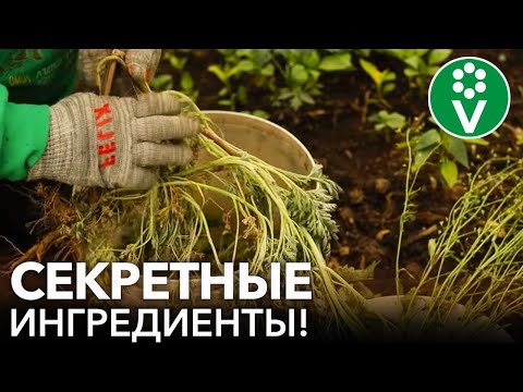 Видео: ДОБАВЬТЕ ЭТО В ЗЕЛЕНОЕ УДОБРЕНИЕ и вредители, и болезни уйдут из вашего сада!