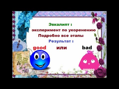 Видео: Эвкалипт: эксперимент по укоренению завершён.- Подробно все этапы укоренения и результат