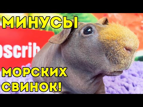 Видео: ГРУСТНЫЕ МИНУСЫ содержания МОРСКИХ СВИНОК. ВСЯ ПРАВДА SvinkiShow