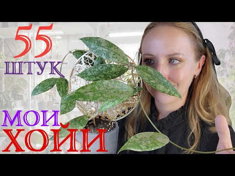 Видео: Мои ХОЙИ: обзор коллекции, мои ошибки, уход