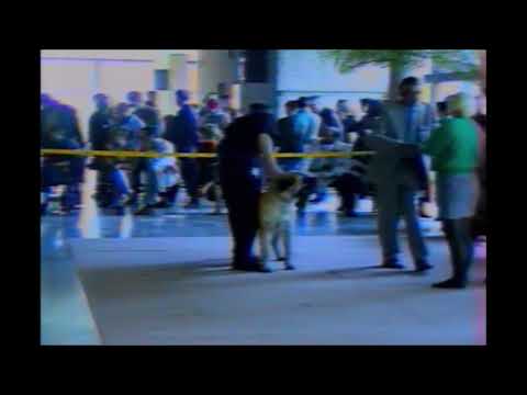 Видео: Киевский CACIB-1997