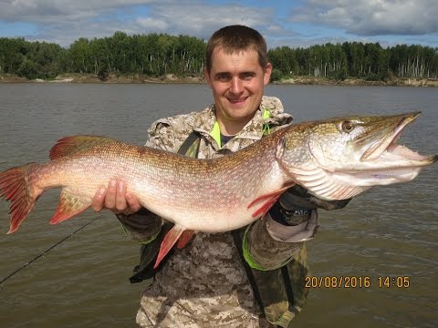 Видео: Рыбалка на реке Иртыш (соревнование между твистером и ёлочной мишурой)