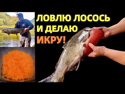 Видео: ИКРА - КРАСНОЕ ЗОЛОТО ОТ ПРИРОДЫ К СТОЛУ. РЫБАЛКА В США. КАК ДЕЛАТЬ КРАСНУЮ ИКРУ. КОРОЛЕВСКИЙ ЛОСОСЬ