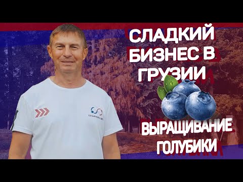 Видео: Сладкий бизнес - Выращивание голубики в Грузии / Дневник Самбиста