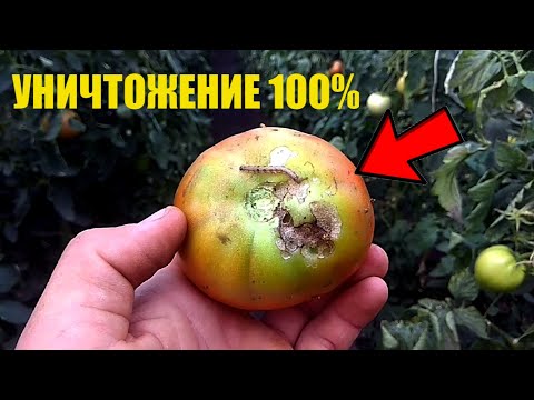 Видео: От гусеницы совки избавиться просто! 2 обработки этим препаратом!