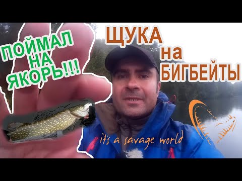 Видео: Рыбалка спиннингом на крупные приманки осенью! / ЩУКА на бигбейты!
