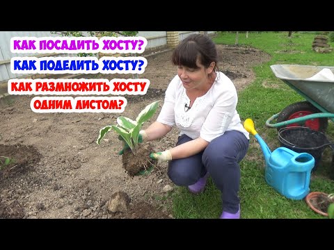 Видео: ХОСТА. Посадка, пересадка, деление и размножение хосты. Как размножить ХОСТУ всего ОДНИМ листом?