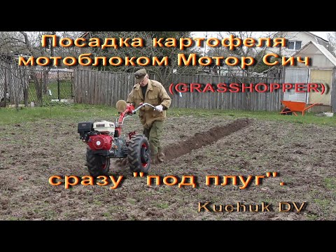 Видео: Посадка картофеля мотоблоком Мотор Сич(GRASSHOPPER) сразу "под плуг".