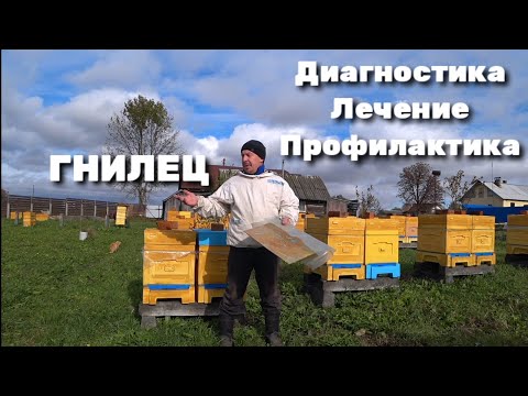 Видео: ГНИЛЕЦ Диагностика Лечение Профилактика