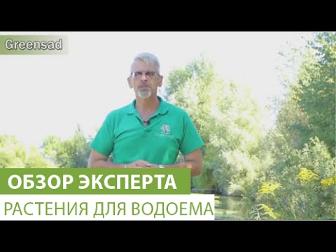 Видео: Растения для водоема