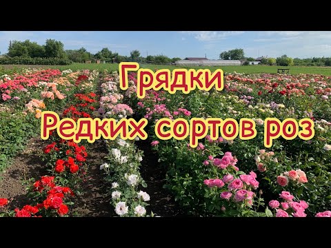 Видео: Грядки редких сортов роз, питомник maryroses.ru