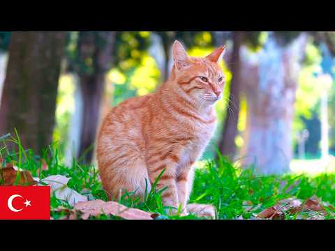 Видео: 4 часа с кошками Стамбула: спокойные моменты в 4K