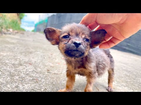 Видео: Я был потрясён! Когда я протянул руку, реакция щенка 🐶 перехватила дыхание…❤️