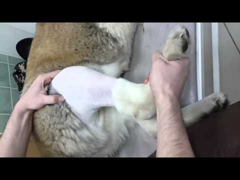 Видео: Тесты для определения разрыва передней крестообразной связки коленного сустава у собак.