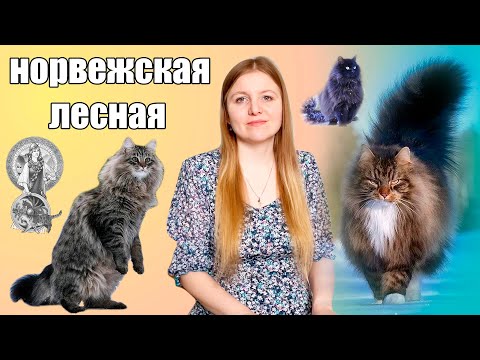 Видео: Норвежская лесная кошка. История и особенности породы