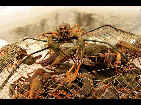 Видео: ОГО!!!Зимняя ловля РАКОВ.Вот это РЫБАЛКА!!!Эти приманки ЛОВЯТ!!!