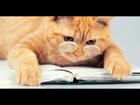 Видео: Я и кот Песня на стихи Валерия Брюсова