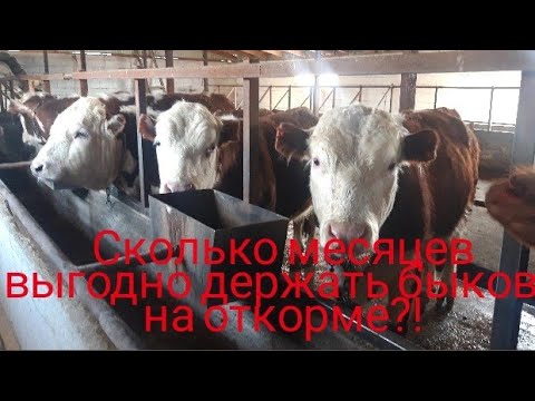 Видео: сколько месяцев держать быков на откорме ? 4-6 или 9 месяцев?!fattening bulls
