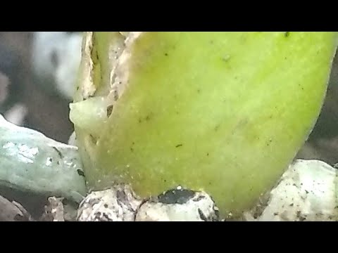 Видео: НАДО орхидеи ПОДКОРМИТЬ! корни МИГОМ! цветонос ПОТОМ! орхидеи ЛЕГКО выпускают цветоносы!