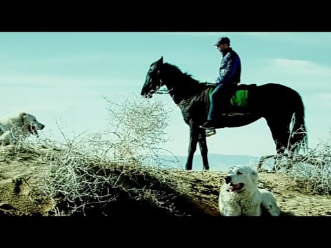 Видео: отарная собака друг Чабана  Документальный фильм - Turkmen Alabay Shepherd Dogs Alabai