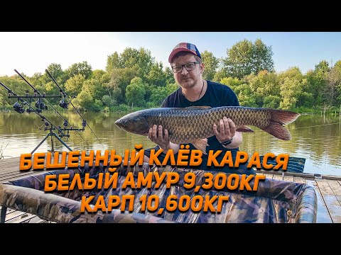 Видео: КАРАСИ АТАКУЮТ, БЕЛЫЙ АМУР 9,300КГ, КАРП 10,600КГ. РЫБАЛКА С НОЧЕВКОЙ. ГОТОВИМ В КАЗАНЕ КАЗАН КЕБАБ.