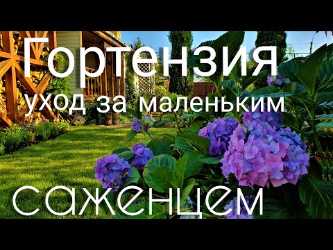 Видео: Гортензия. Как правильно ухаживать и сохранить маленький саженец.