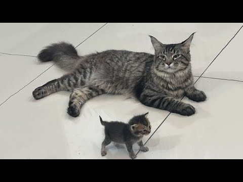 Видео: Самые смешные видео с кошками 2025 года 😹 Постарайтесь не смеяться 😂 Часть 12