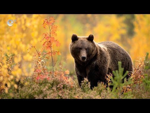 Видео: Истории извън новините - Да оцелееш след нападение от мечка