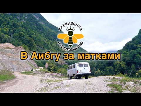 Видео: В Аибгу за матками. Кавказянка