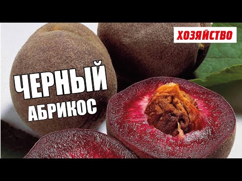 Видео: Черный абрикос сорта Чёрный принц (плюсы и минусы)