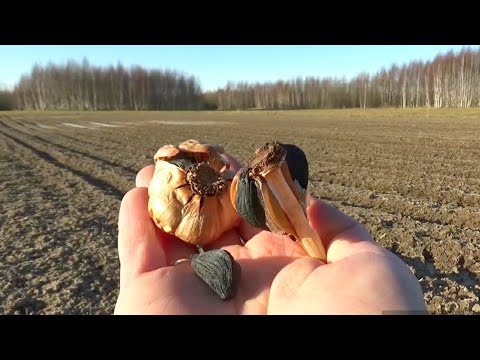 Видео: Мой опыт реализации и выращивания чеснока.