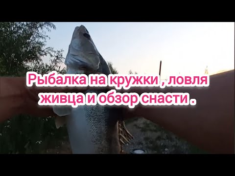 Видео: Рыбалка на кружки . Ловля живца . Ловля хищника на кружки . Обзор рыболовных кружков . Рыбалка 2024