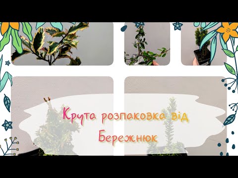 Видео: Розпаковка від Бережнюк