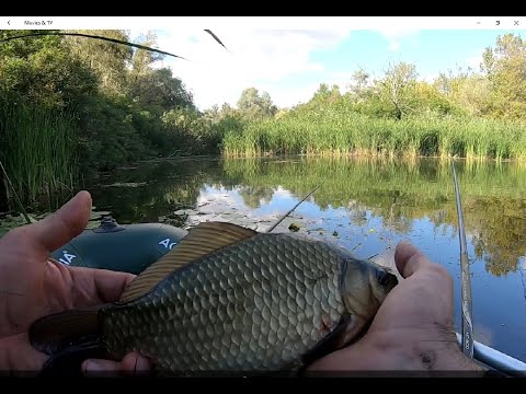 Видео: КАРАСІ ВЕЛЕТНІ В ЗАЛИВАХ ПСЛА ПІЛЯ РОЗВІДКИ РУКАМИ