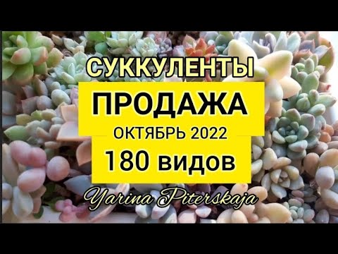 Видео: Суккуленты. Продажа. Октябрь 2022г. 180 видов