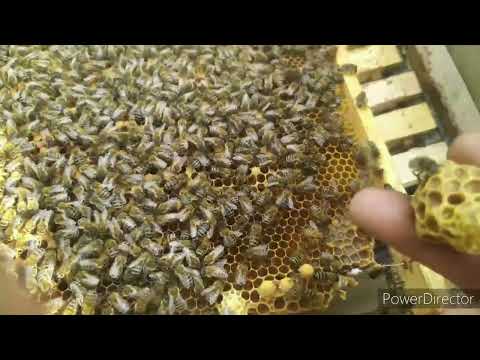 Видео: Не печатают магазин?! Загляни в гнездо!!!