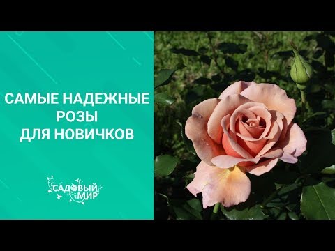 Видео: Самые надежные розы для новичков