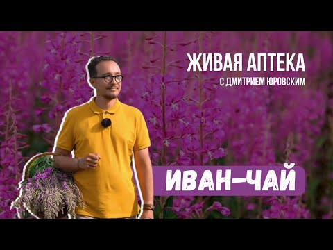 Видео: ИВАН-ЧАЙ // Правила сбора и ферментации // Живая аптека