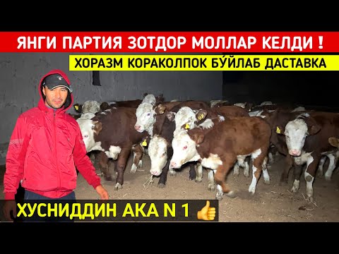 Видео: ХУСНИДДИН АКА ЯНГИ ПАРТИЯ МОЛЛАР КЕЛДИ 68 БОШ ХОРАЗМ КОРАКОЛПОК БУ́ЙЛАБ ДАСТАВКА !!! ХОРАЗМ БОЗОР